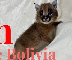 Caracales jóvenes disponibles, nacidos en cautiverio