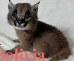 Caracales jóvenes disponibles, nacidos en cautiverio - 3