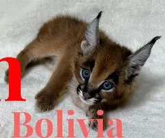Caracales jóvenes disponibles, nacidos en cautiverio - 4