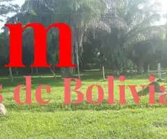 PROPIEDAD GANADERA EN VENTA! zona de Chata entrando a 8 minutos de Montero