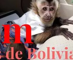 Monos capuchinos bebés inteligentes listos para la venta...