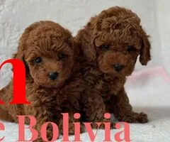 Adorables cachorros de Toy Poodle.