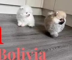 Cachorros de Pomerania de alta calidad.