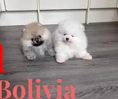 Cachorros de Pomerania de alta calidad. - 2