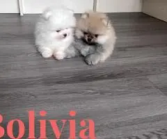 Cachorros de Pomerania de alta calidad. - 4
