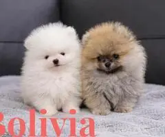 Cachorros de Pomerania de alta calidad. - 5