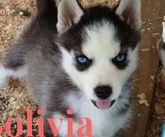 Cachorros de husky siberianos para adopcion